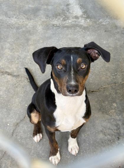 Enlarge Walker, a Adoptable mixed breed in Picayune, MS image 2/3