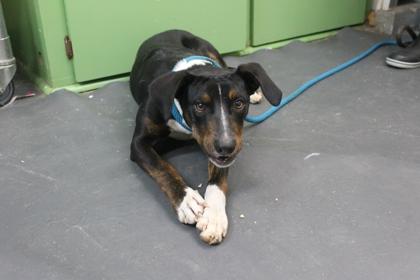 Enlarge Walker, a Adoptable mixed breed in Picayune, MS image 3/3