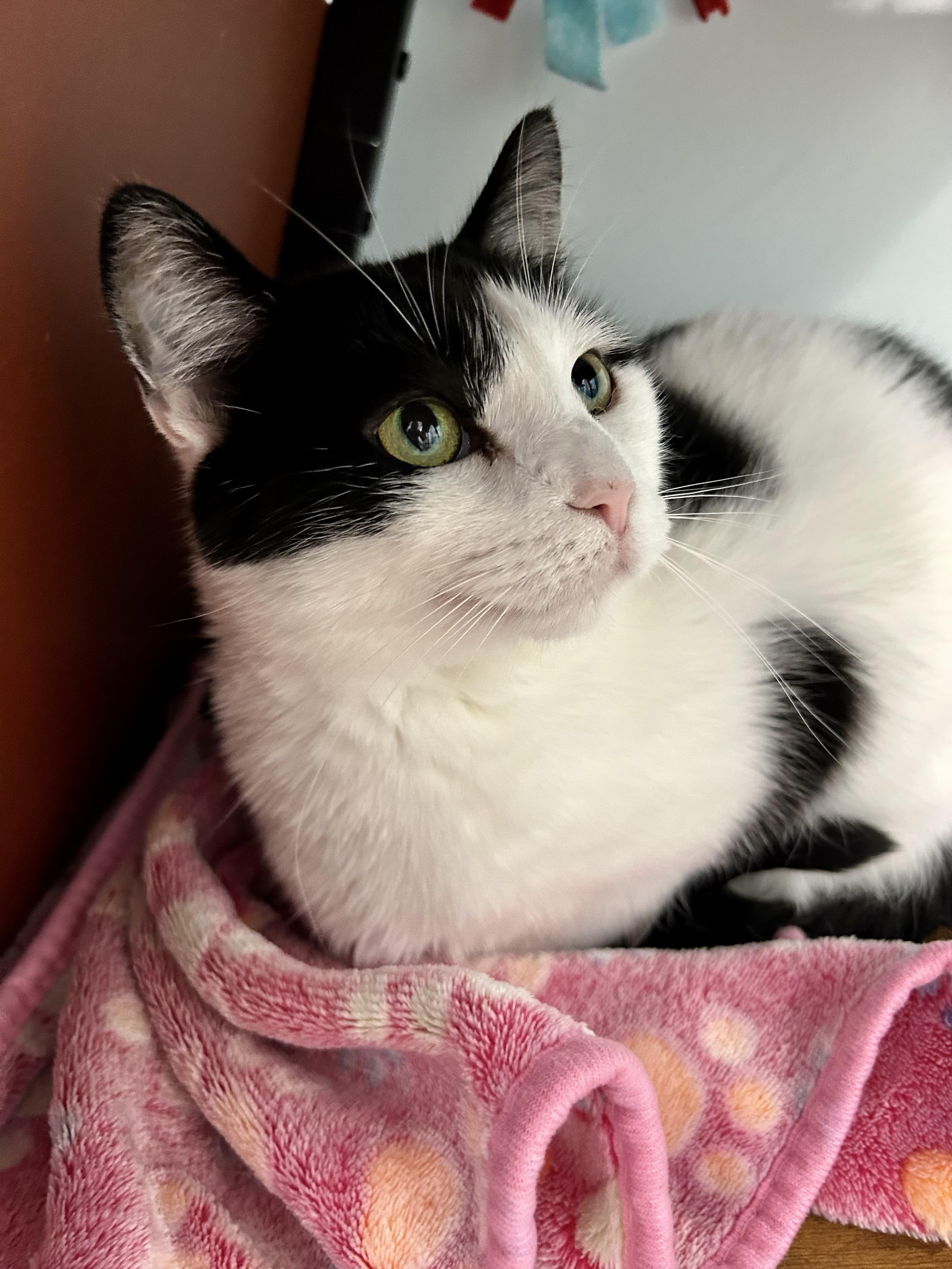 Enlarge Kat and Kira (bonded) - CHOW HOUND, a Adoptable Domestic Short Hair in Grand Rapids, MI image 5/6