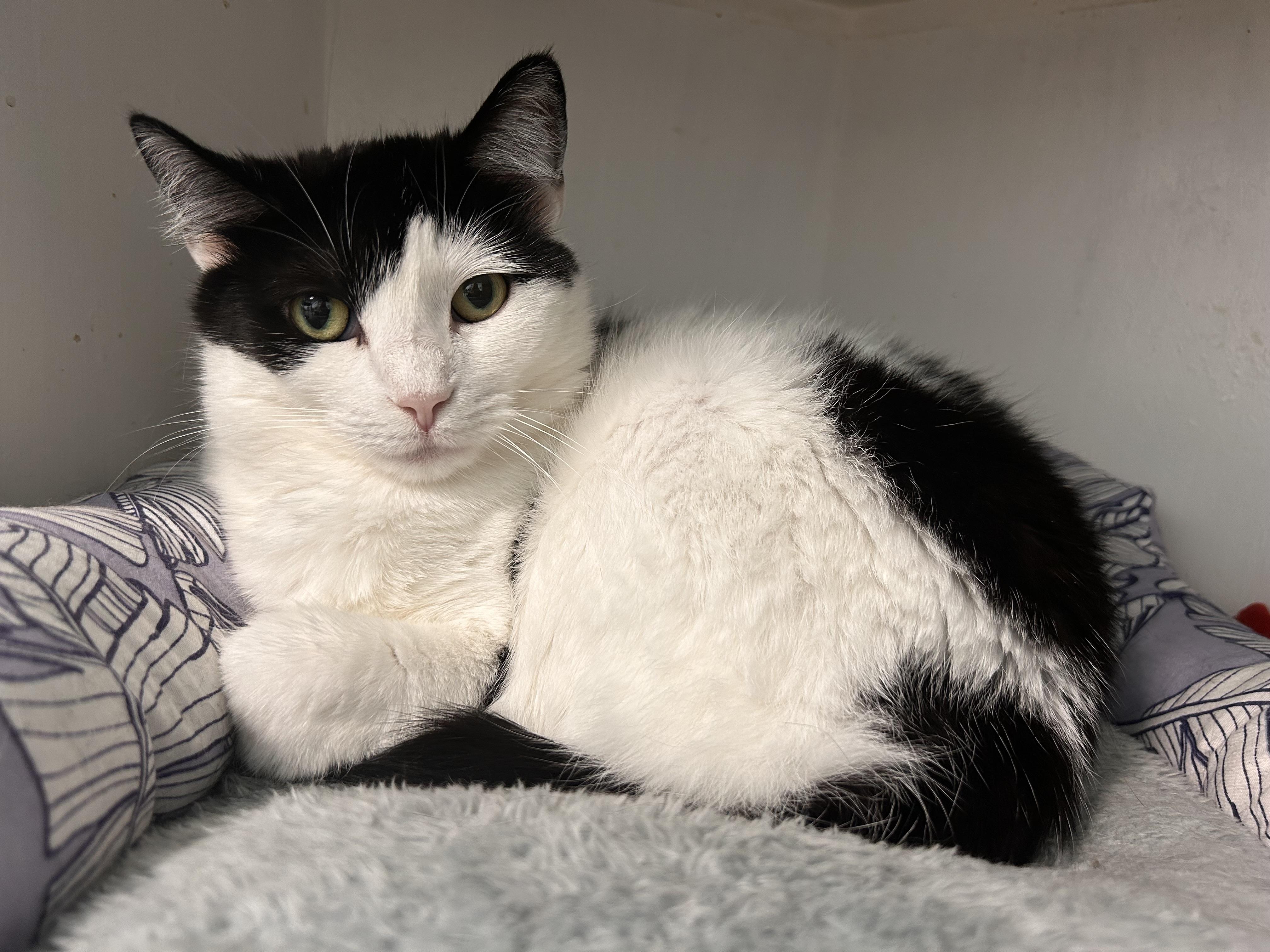 Kat, a Adoptable Domestic Short Hair in Grand Rapids, MI image 4/6