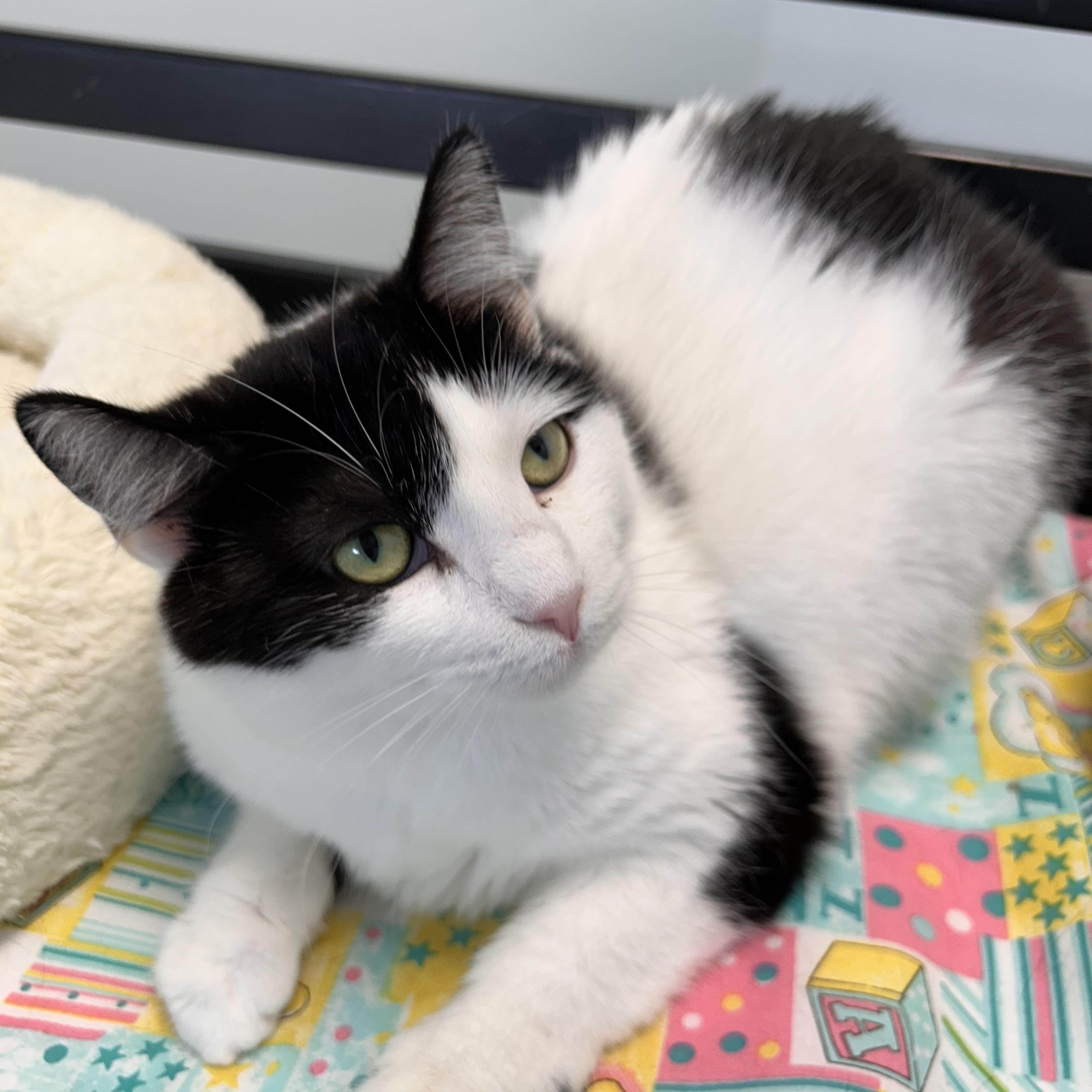 Kat, a Adoptable Domestic Short Hair in Grand Rapids, MI image 3/6