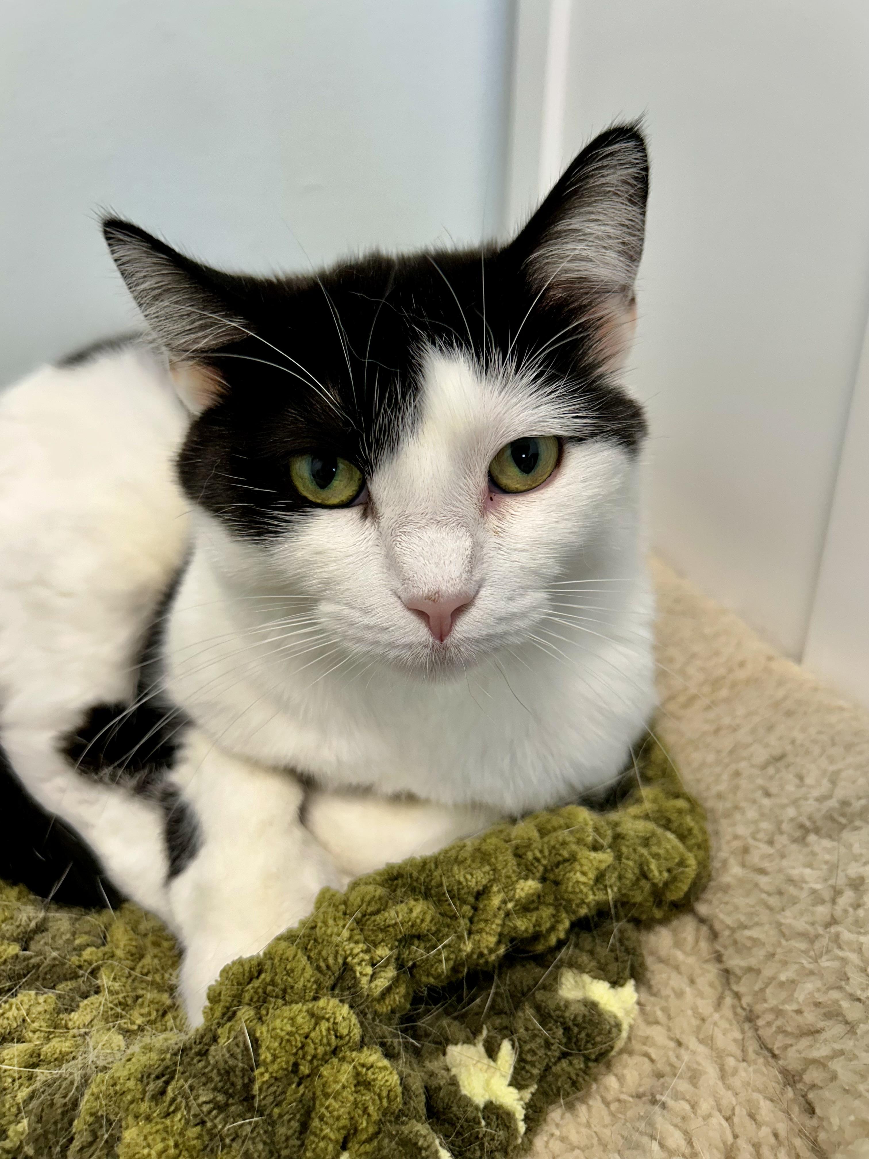Kat, a Adoptable Domestic Short Hair in Grand Rapids, MI image 1/6