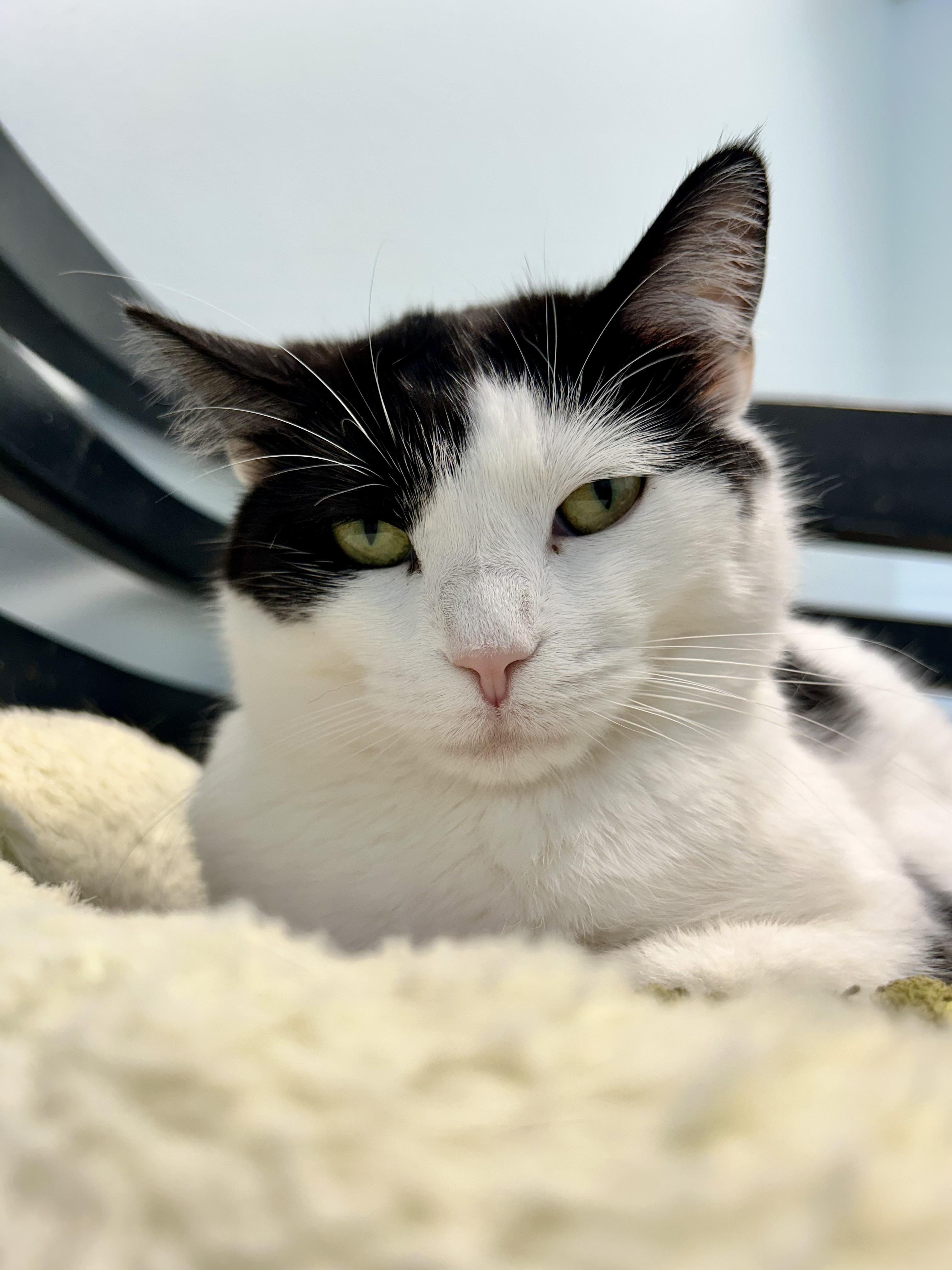 Kat, a Adoptable Domestic Short Hair in Grand Rapids, MI image 5/6