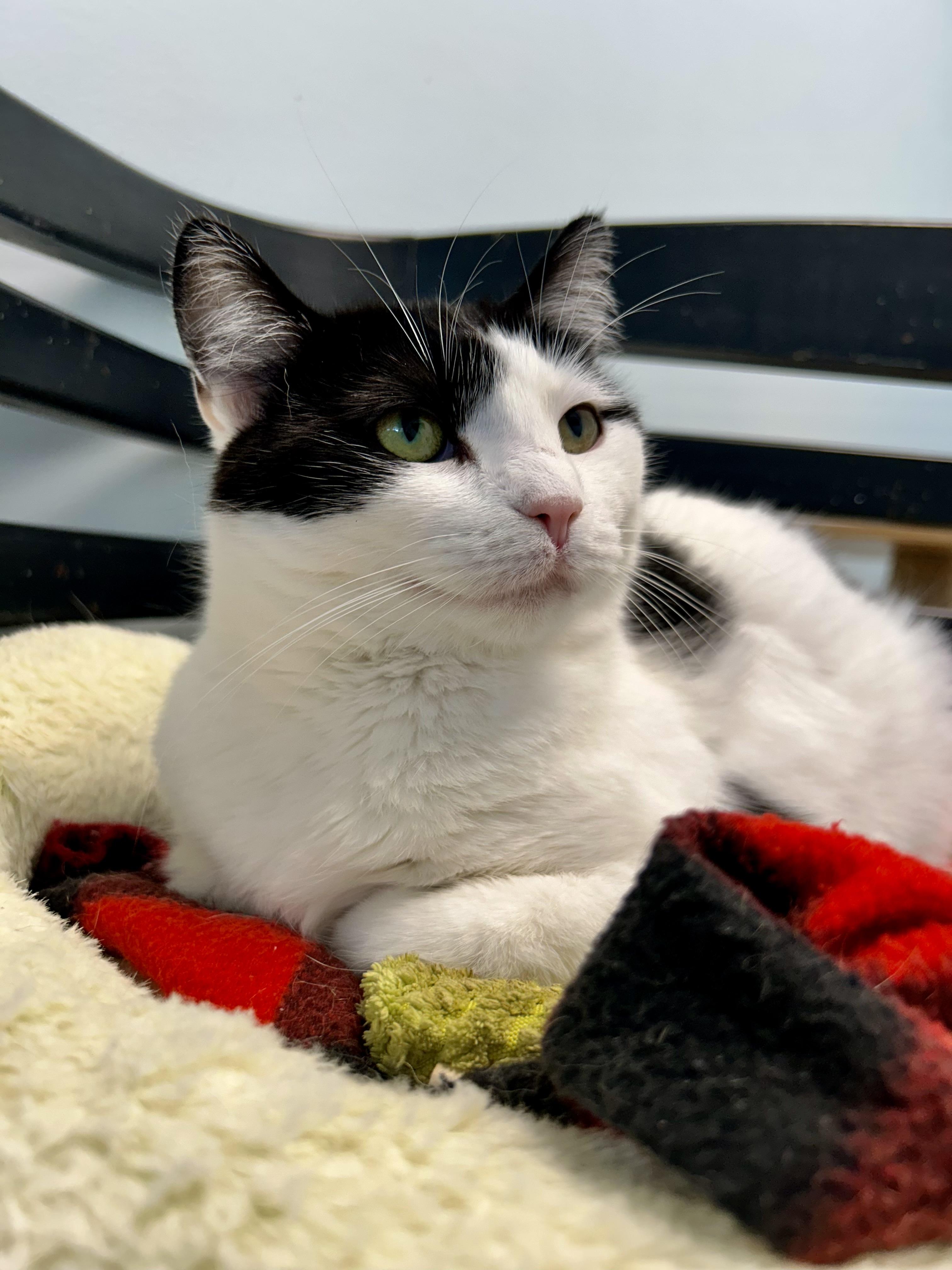 Kat, a Adoptable Domestic Short Hair in Grand Rapids, MI image 2/6
