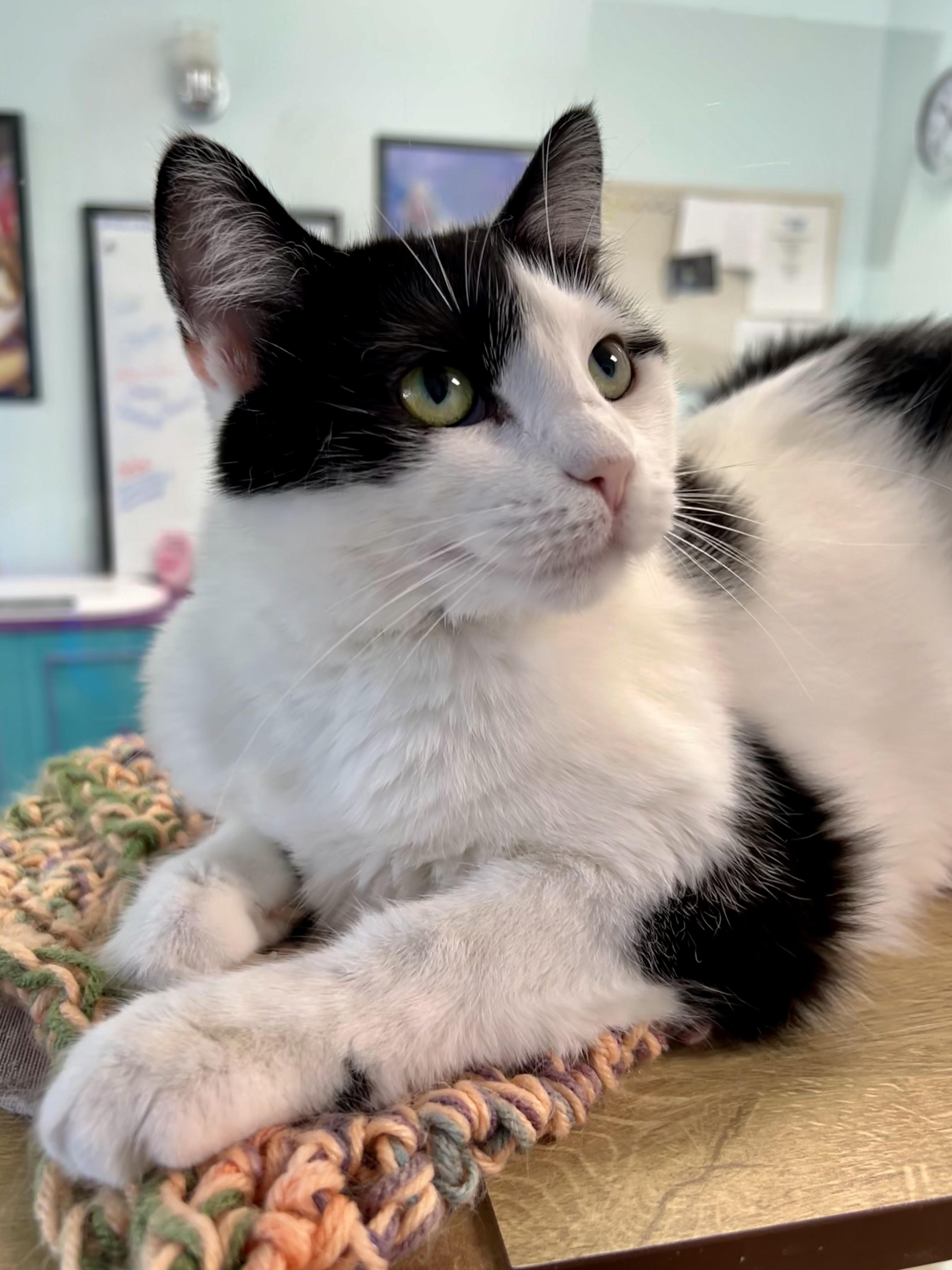 Enlarge Kat and Kira (bonded) - CHOW HOUND, a Adoptable Domestic Short Hair in Grand Rapids, MI image 2/6