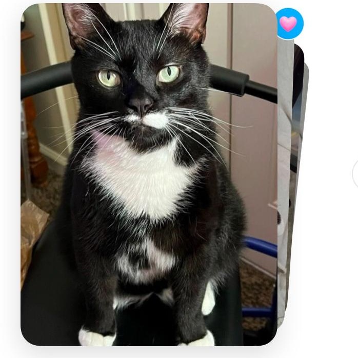 Felix, Adoptable, Young Male Domestic Short Hair.