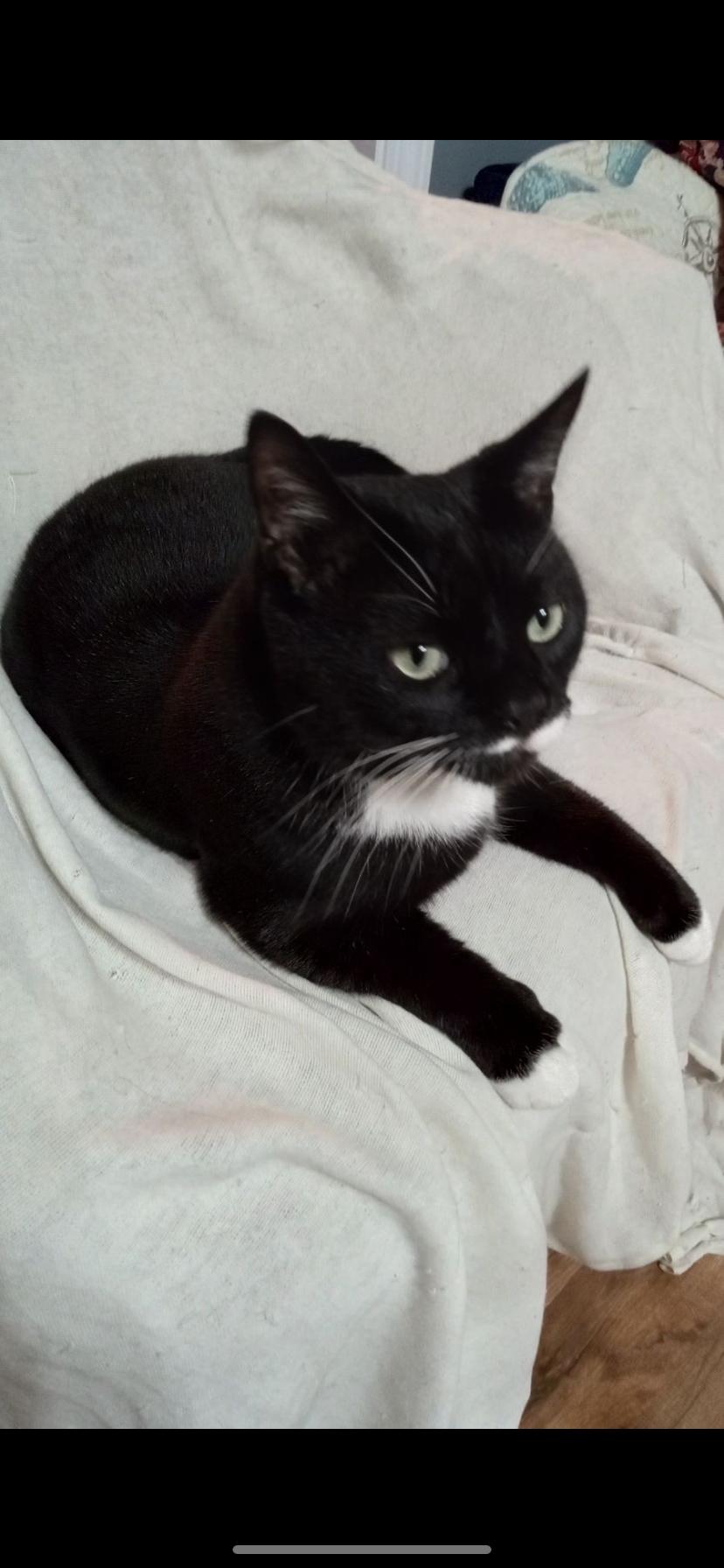 Enlarge Felix, a Adoptable Domestic Short Hair in Waveland, IN image 2/2