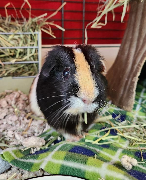 Gracie, Adoptable, Adult Female Guinea Pig.