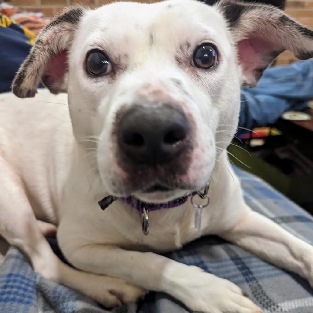 Rosie, a Adoptable mixed breed in Fairfax Station, VA image 1/6