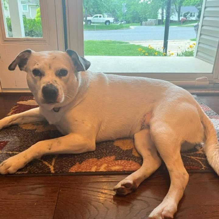 Rosie, a Adoptable mixed breed in Fairfax Station, VA image 2/6