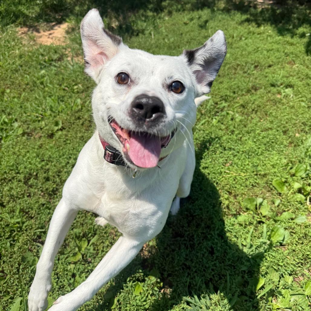 Rosie, a Adoptable mixed breed in Fairfax Station, VA image 3/6