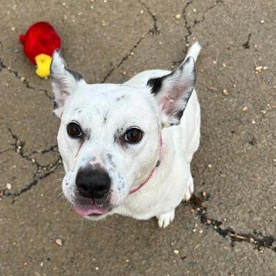 Rosie, a Adoptable mixed breed in Fairfax Station, VA image 4/6