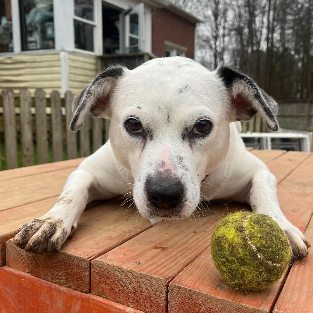 Rosie, a Adoptable mixed breed in Fairfax Station, VA image 5/6