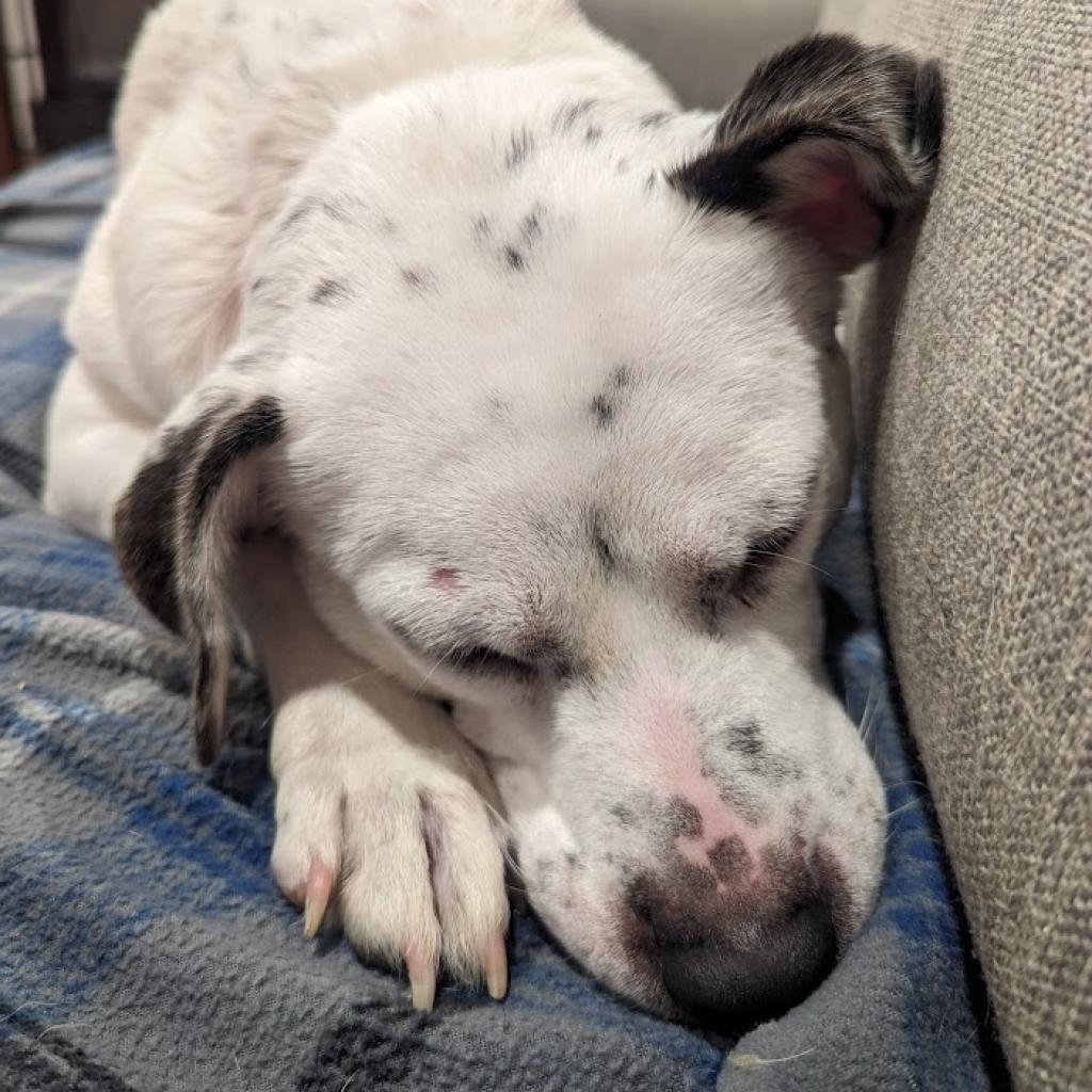 Rosie, a Adoptable mixed breed in Fairfax Station, VA image 6/6