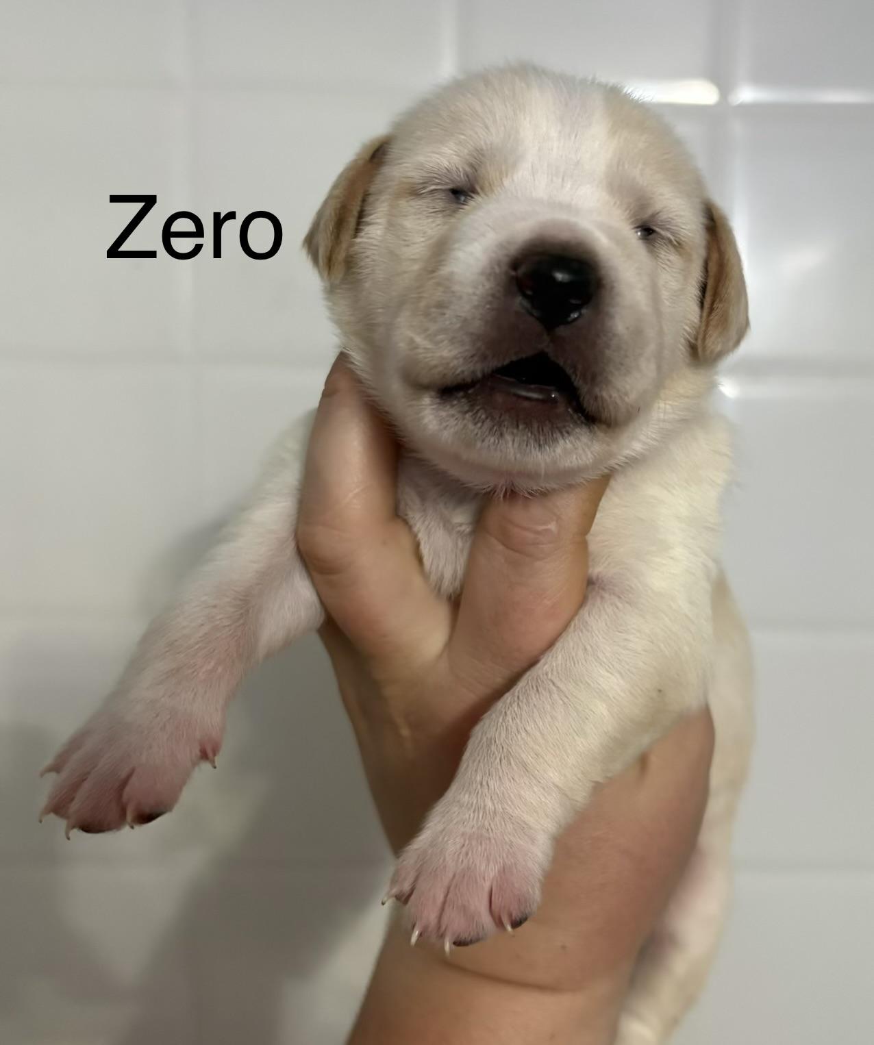 Zero (available soon)
