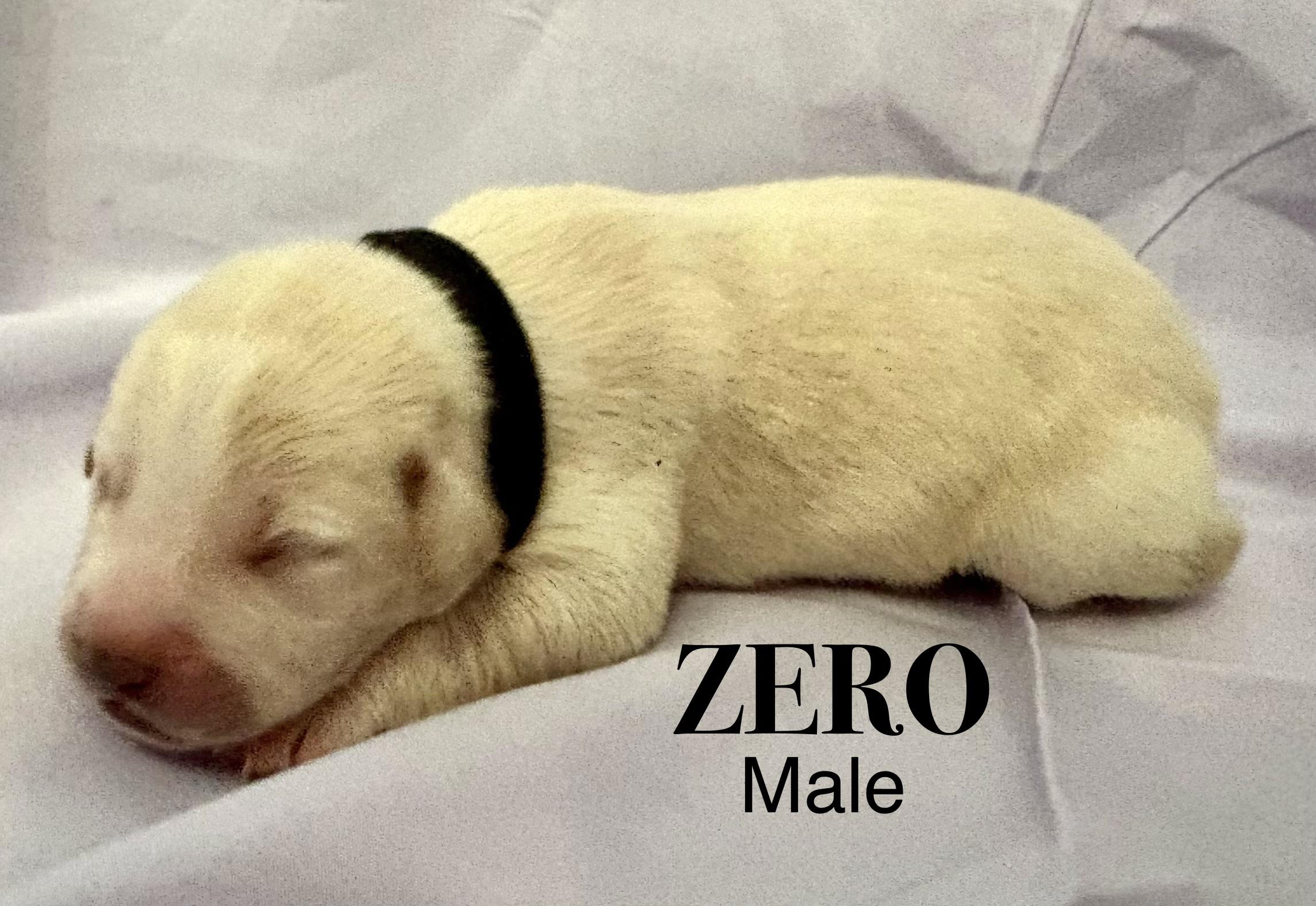 Zero (available soon)