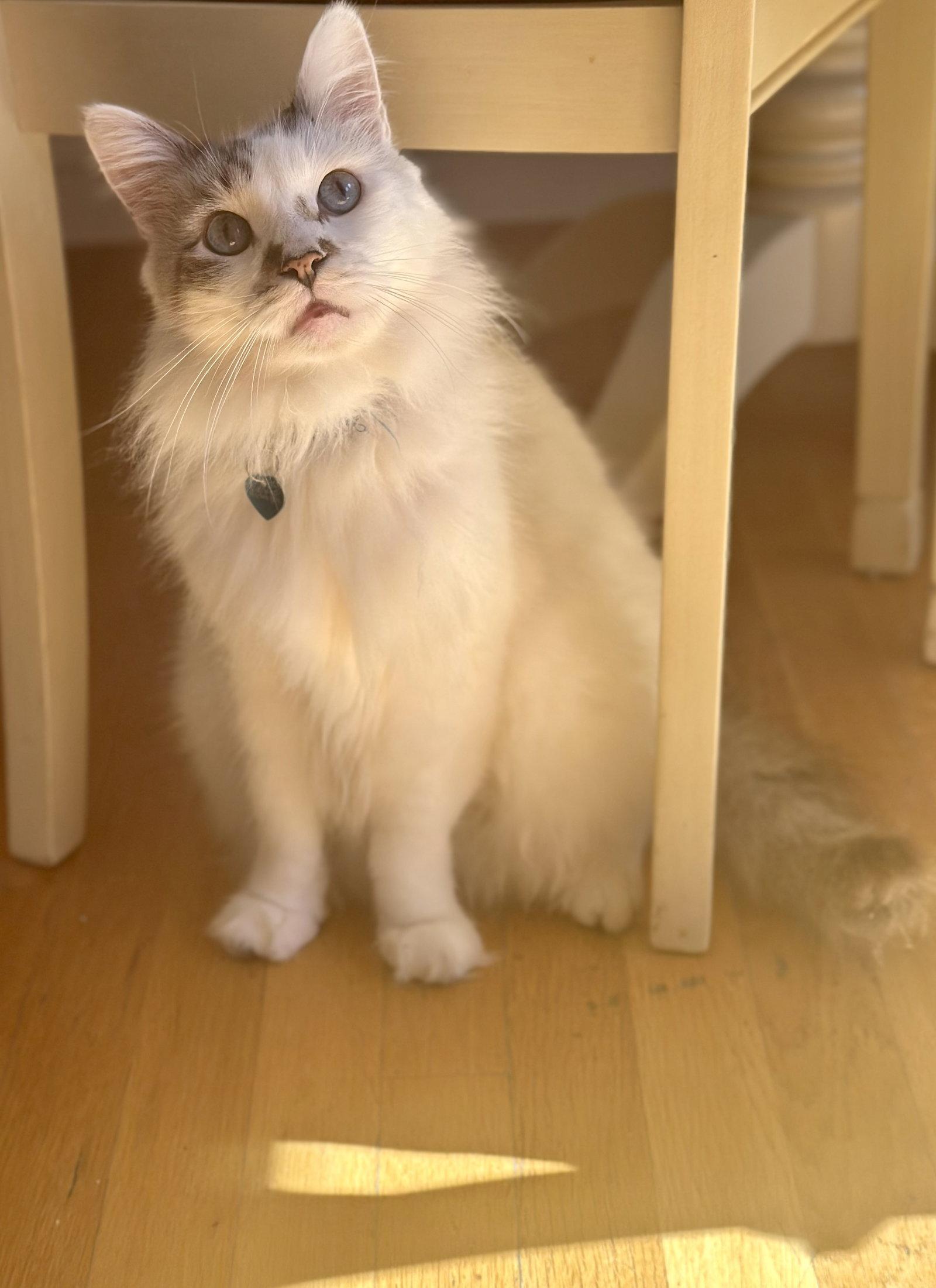 Enlarge Marshmallow Ragdoll, a Adoptable mixed breed in Long Beach, CA image 1/3