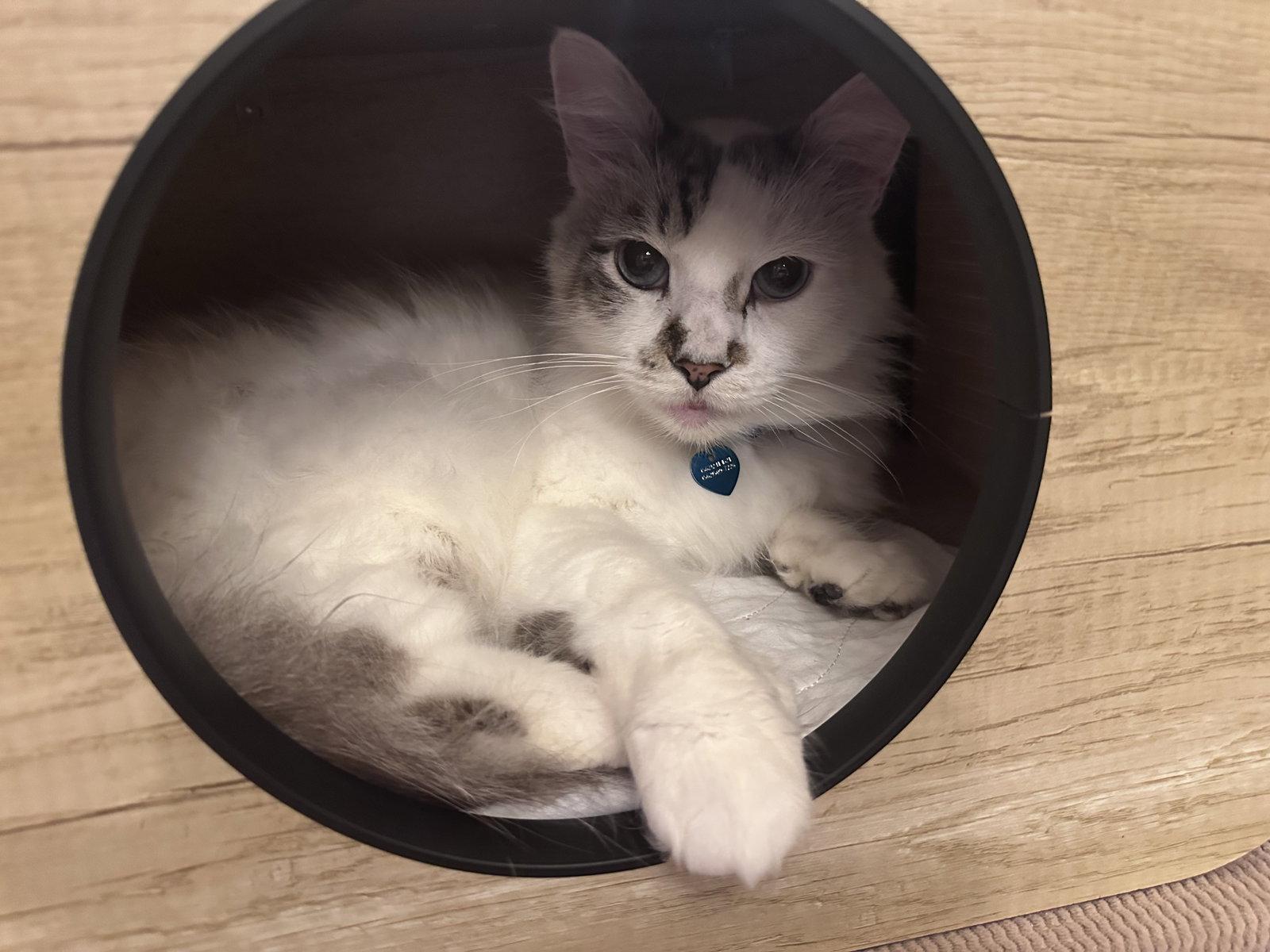 Enlarge Marshmallow Ragdoll, a Adoptable mixed breed in Long Beach, CA image 2/3