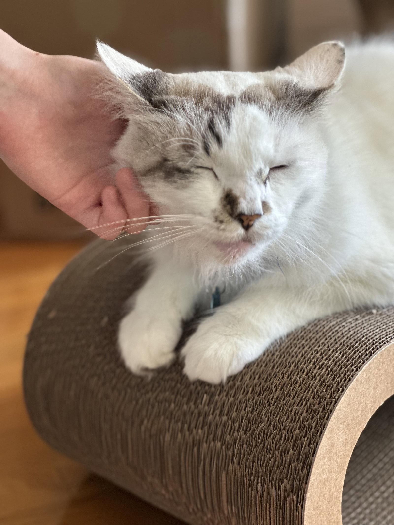 Enlarge Marshmallow Ragdoll, a Adoptable mixed breed in Long Beach, CA image 3/3