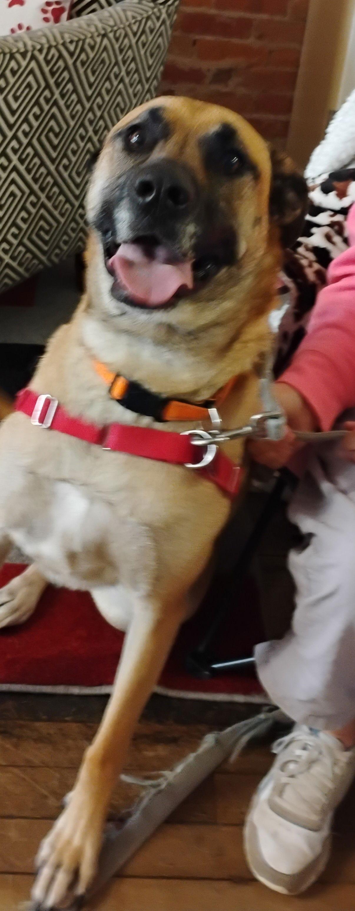 Bandi, a Adoptable mixed breed in Niles, MI image 1/3