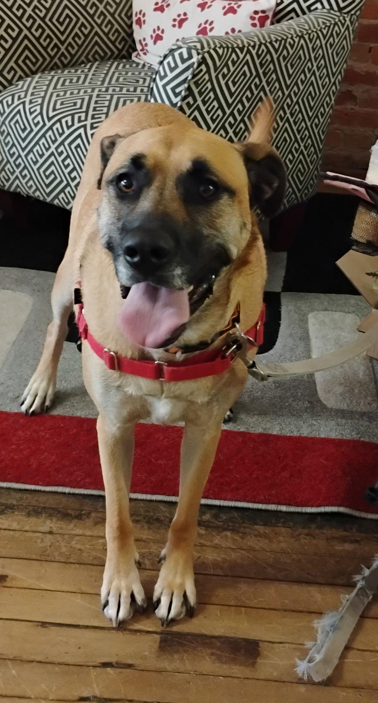 Bandi, Adoptable, Adult Female Great Dane & Mastiff.