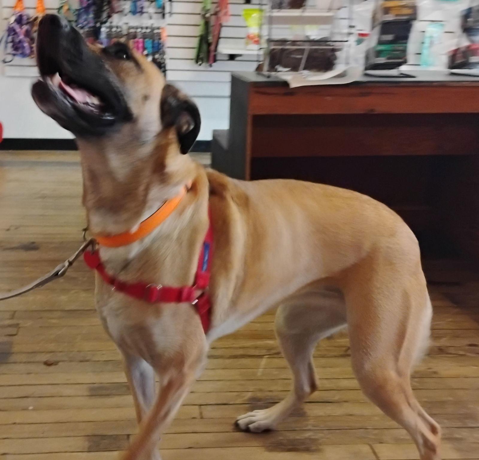 Bandi, a Adoptable mixed breed in Niles, MI image 3/3