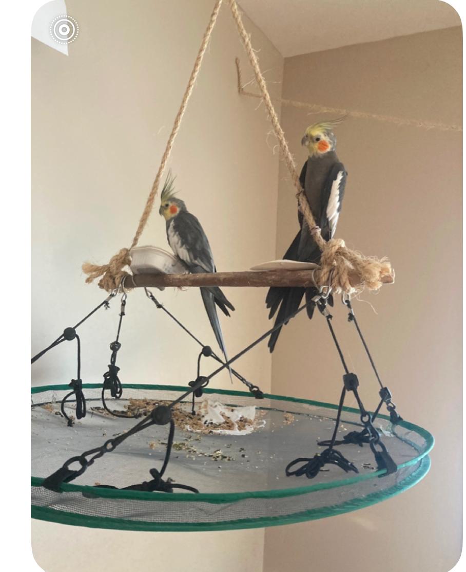 Phoenix, Susie and Catcher, ADOPTABLE, Adult Unknown Parakeet (Other).