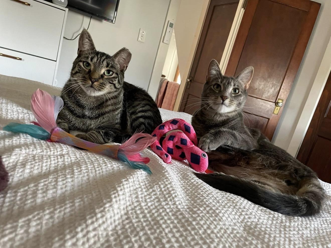 Bonded Brothers Howl and Mitch, Adoptable, Young Male American Shorthair.