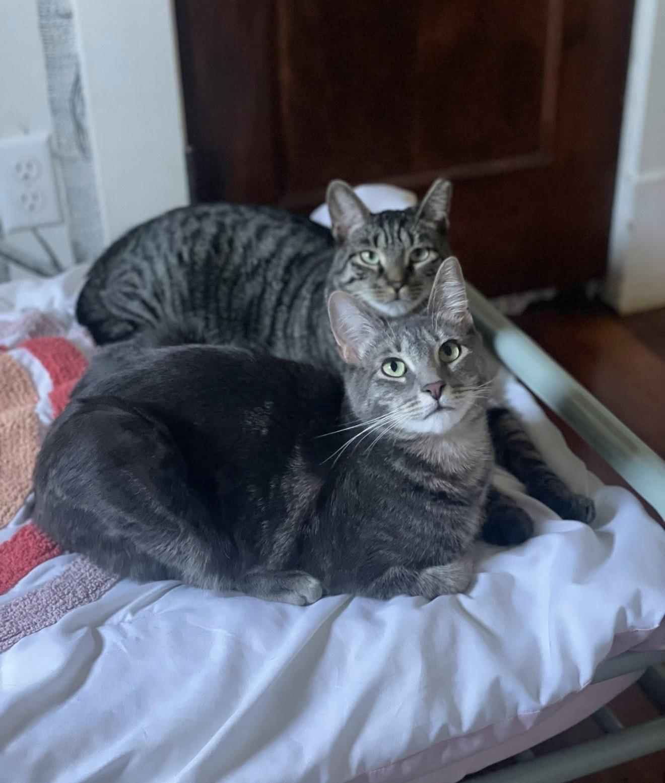 Enlarge Bonded Brothers Howl and Mitch, a Adoptable American Shorthair in Staten Island , NY image 2/6