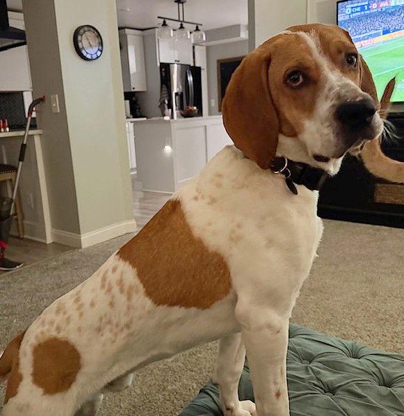 Enlarge **MOOKEE**, a Adoptable Hound in North Prairie, WI image 1/3