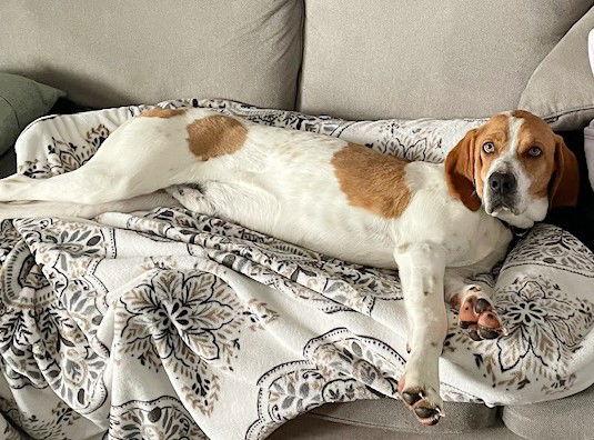 Enlarge **MOOKEE**, a Adoptable Hound in North Prairie, WI image 2/3