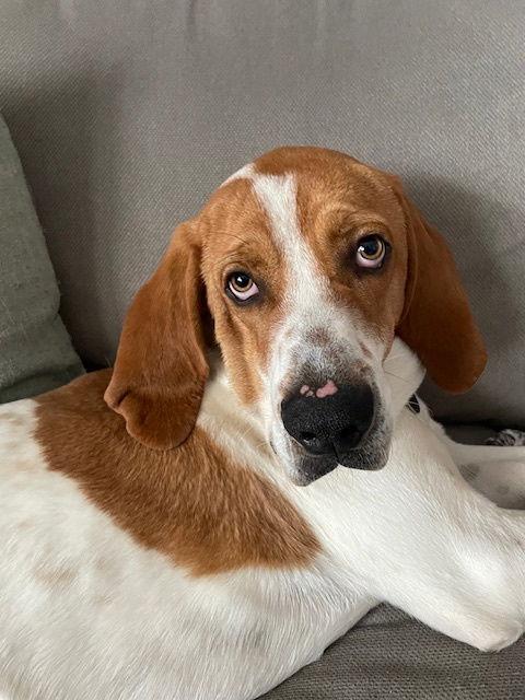 Enlarge **MOOKEE**, a Adoptable Hound in North Prairie, WI image 3/3