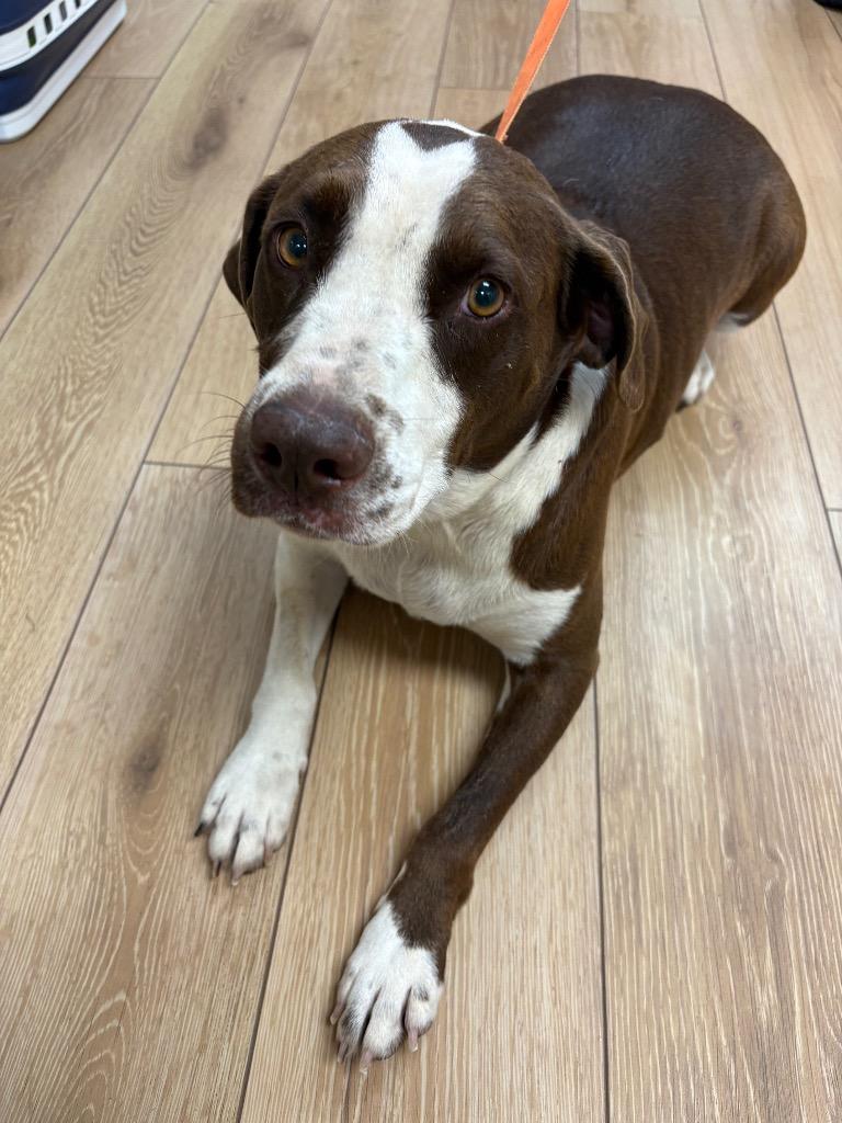 Enlarge Lola, a Adoptable mixed breed in Fayetteville, TN image 1/2