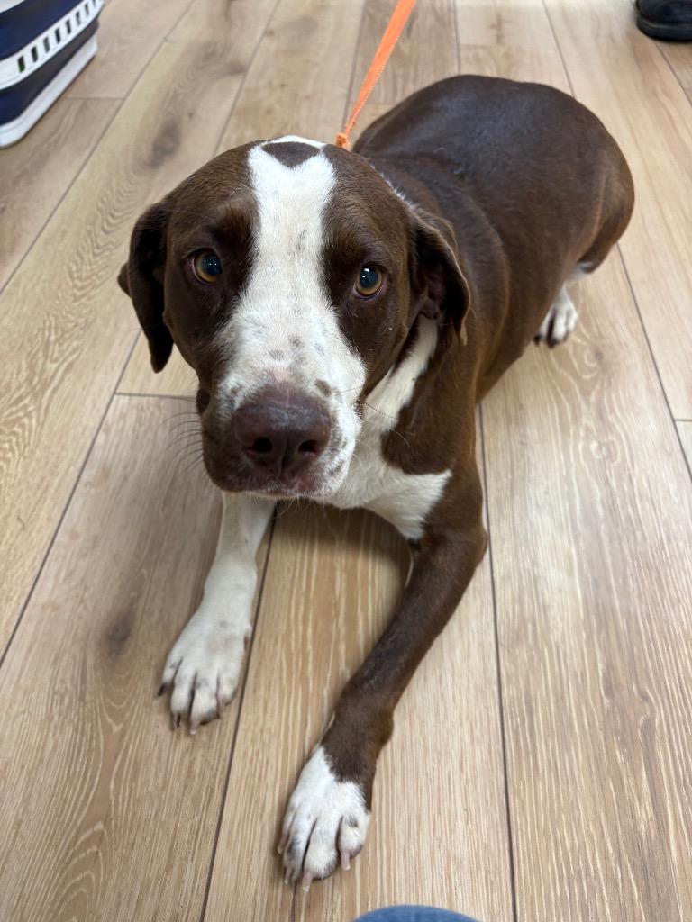 Enlarge Lola, a Adoptable mixed breed in Fayetteville, TN image 2/2