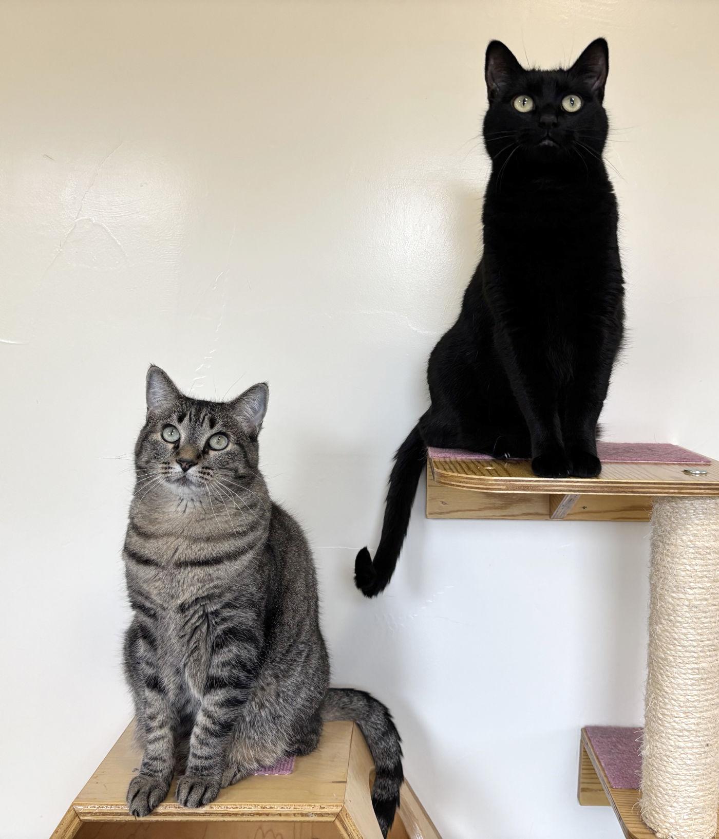 Caesar & Sheba, a Adopted Domestic Short Hair in Manitou Springs, CO image 6/6