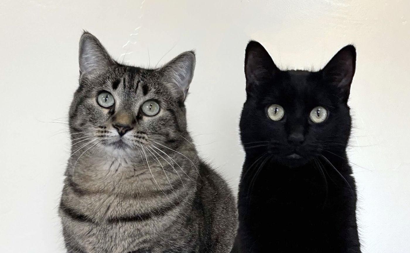 Caesar & Sheba, a Adopted Domestic Short Hair in Manitou Springs, CO image 1/6