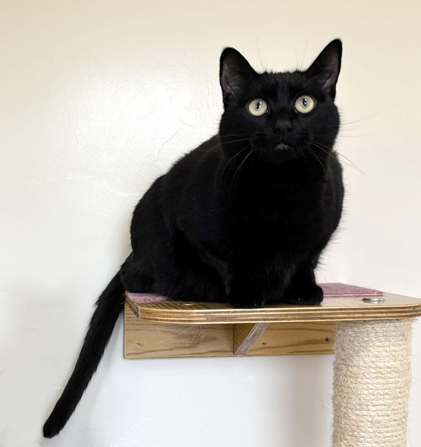 Caesar & Sheba, a Adopted Domestic Short Hair in Manitou Springs, CO image 5/6