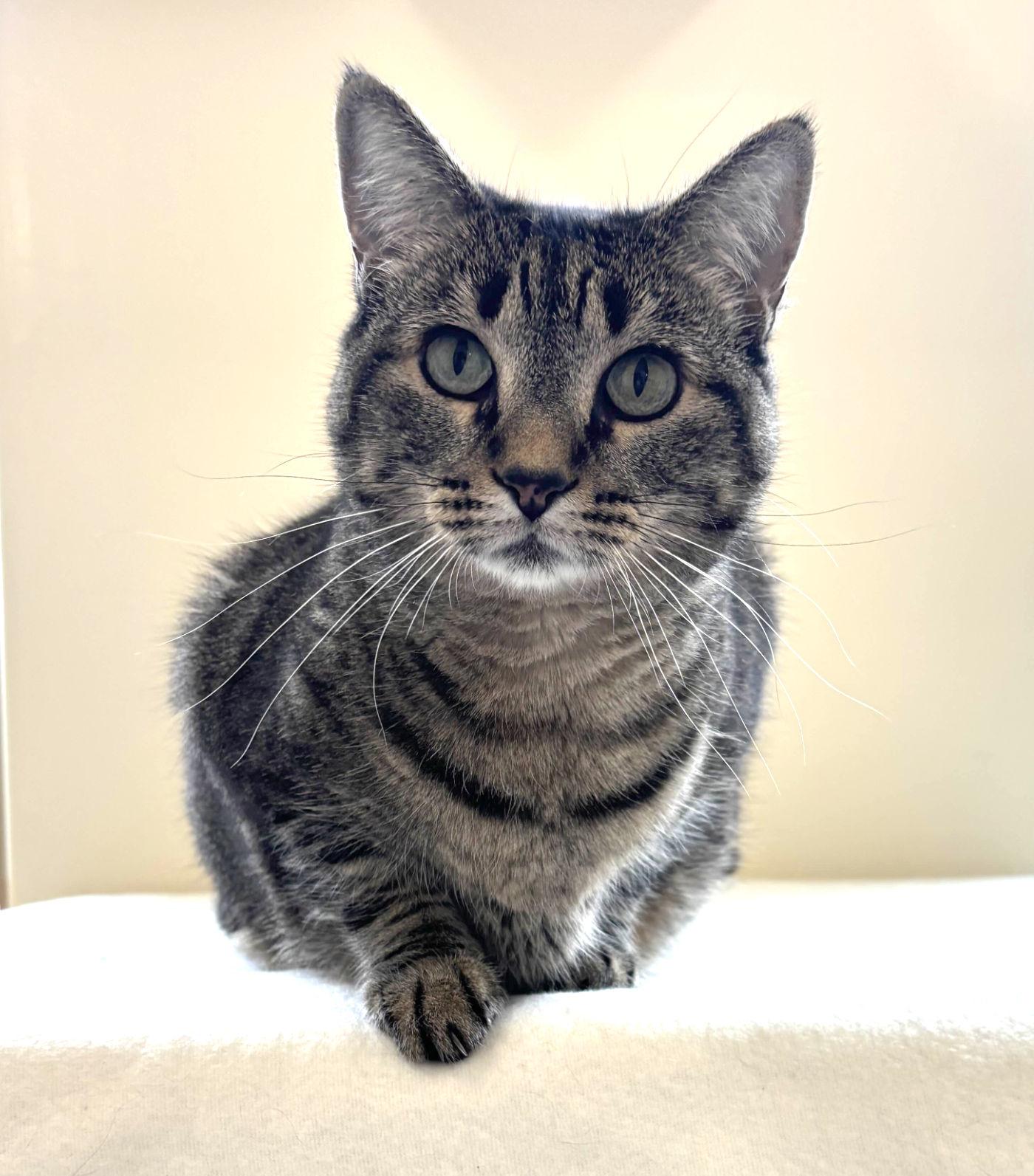 Caesar & Sheba, a Adopted Domestic Short Hair in Manitou Springs, CO image 4/6