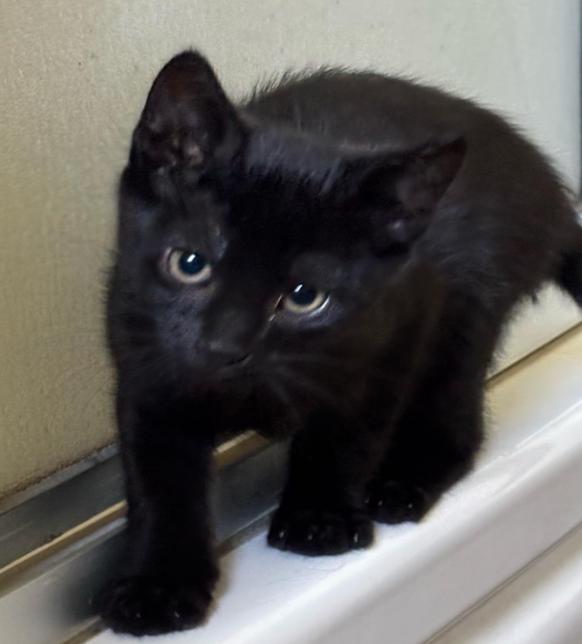 Lenny, adopted, Kitten Male Domestic Short Hair.