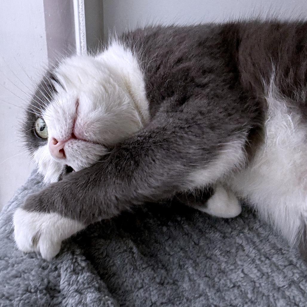 Smokey Joe, Adoptable, Adult Female Domestic Short Hair.