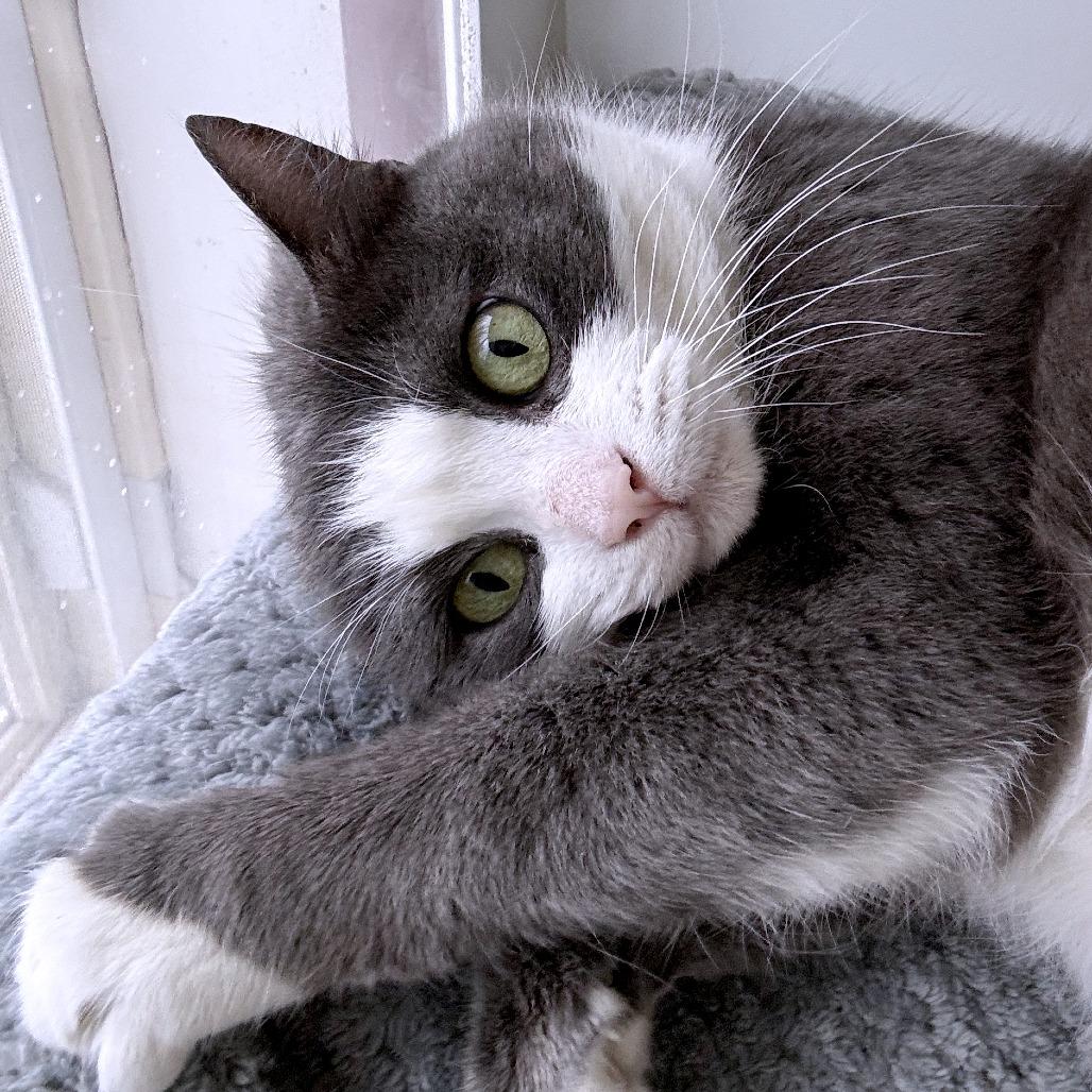 Enlarge Smokey Joe, a Adoptable Domestic Short Hair in South Burlington, VT image 2/6