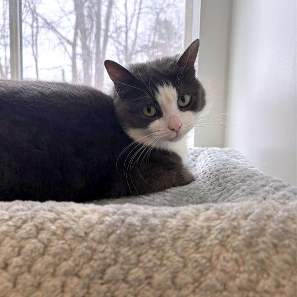 Enlarge Smokey Joe, a Adoptable Domestic Short Hair in South Burlington, VT image 3/6