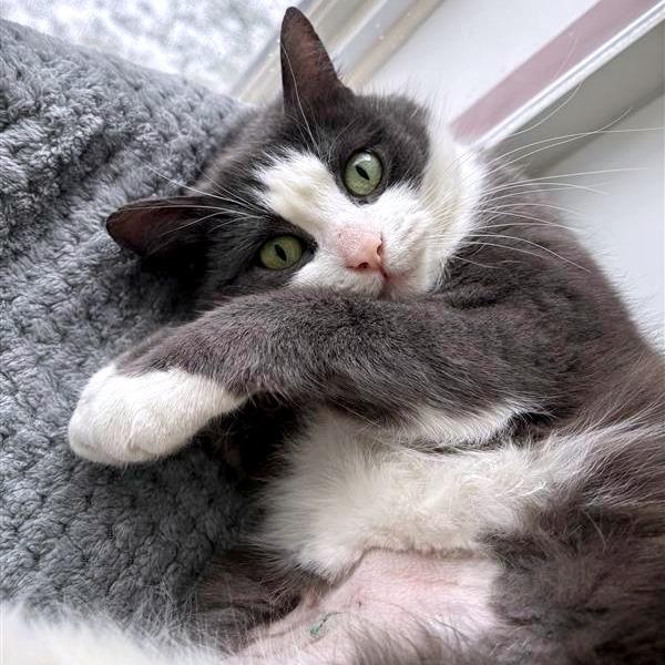 Enlarge Smokey Joe, a Adoptable Domestic Short Hair in South Burlington, VT image 4/6