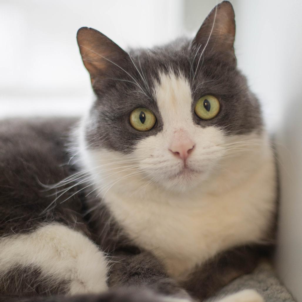 Enlarge Smokey Joe, a Adoptable Domestic Short Hair in South Burlington, VT image 4/6