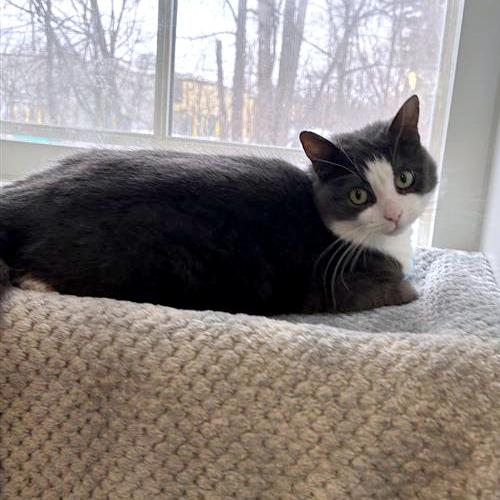 Enlarge Smokey Joe, a Adoptable Domestic Short Hair in South Burlington, VT image 5/6