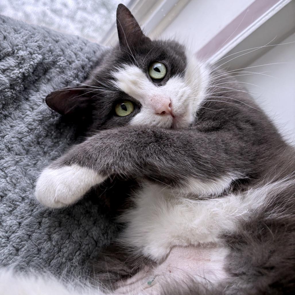 Enlarge Smokey Joe, a Adoptable Domestic Short Hair in South Burlington, VT image 6/6