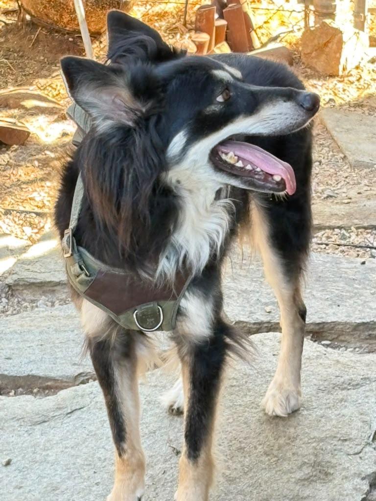 Enlarge Scruffy, a Adoptable Mixed Breed in San Ysidro, CA image 3/6