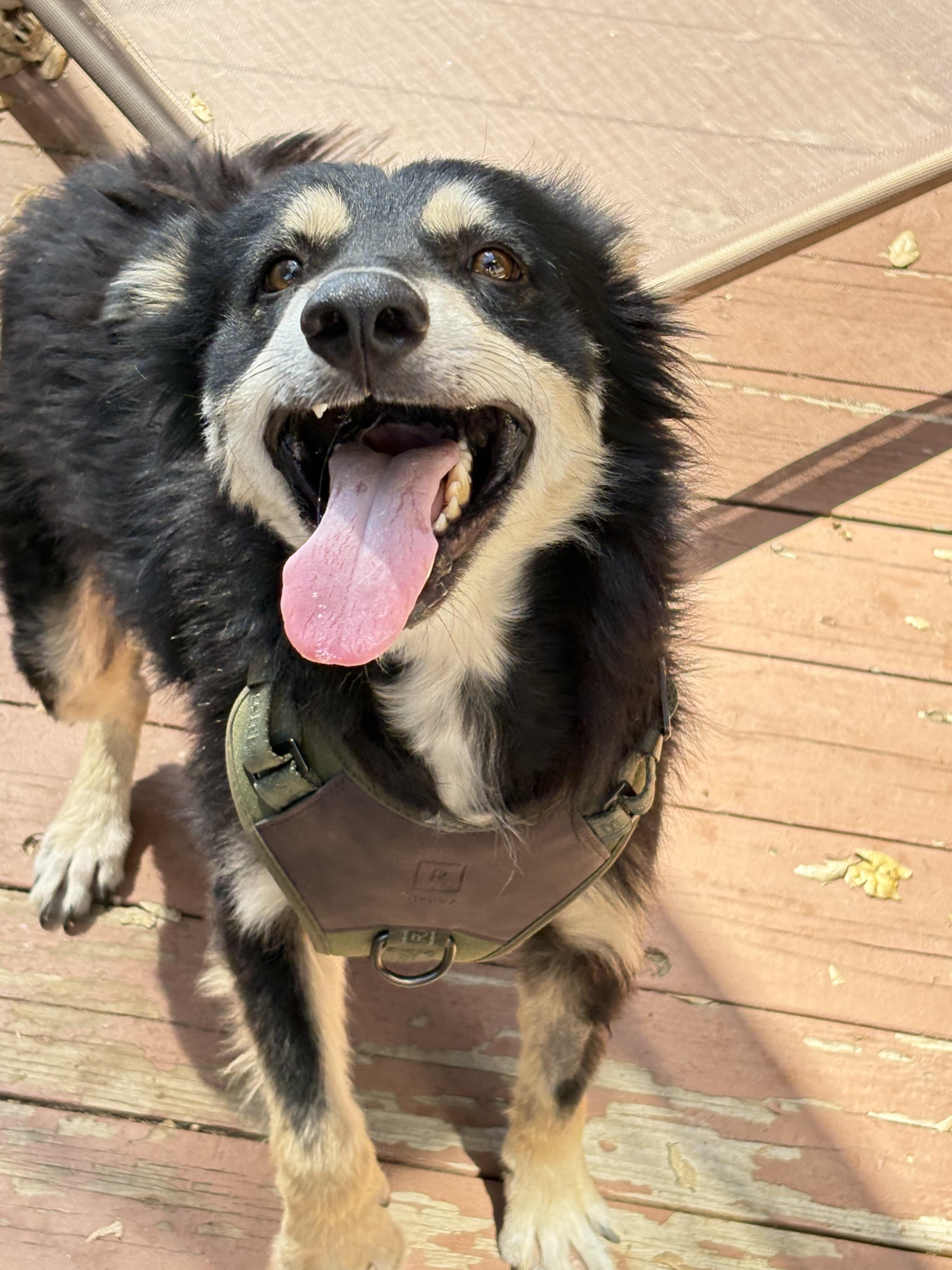 Scruffy, Adoptable, Adult Male Mixed Breed.