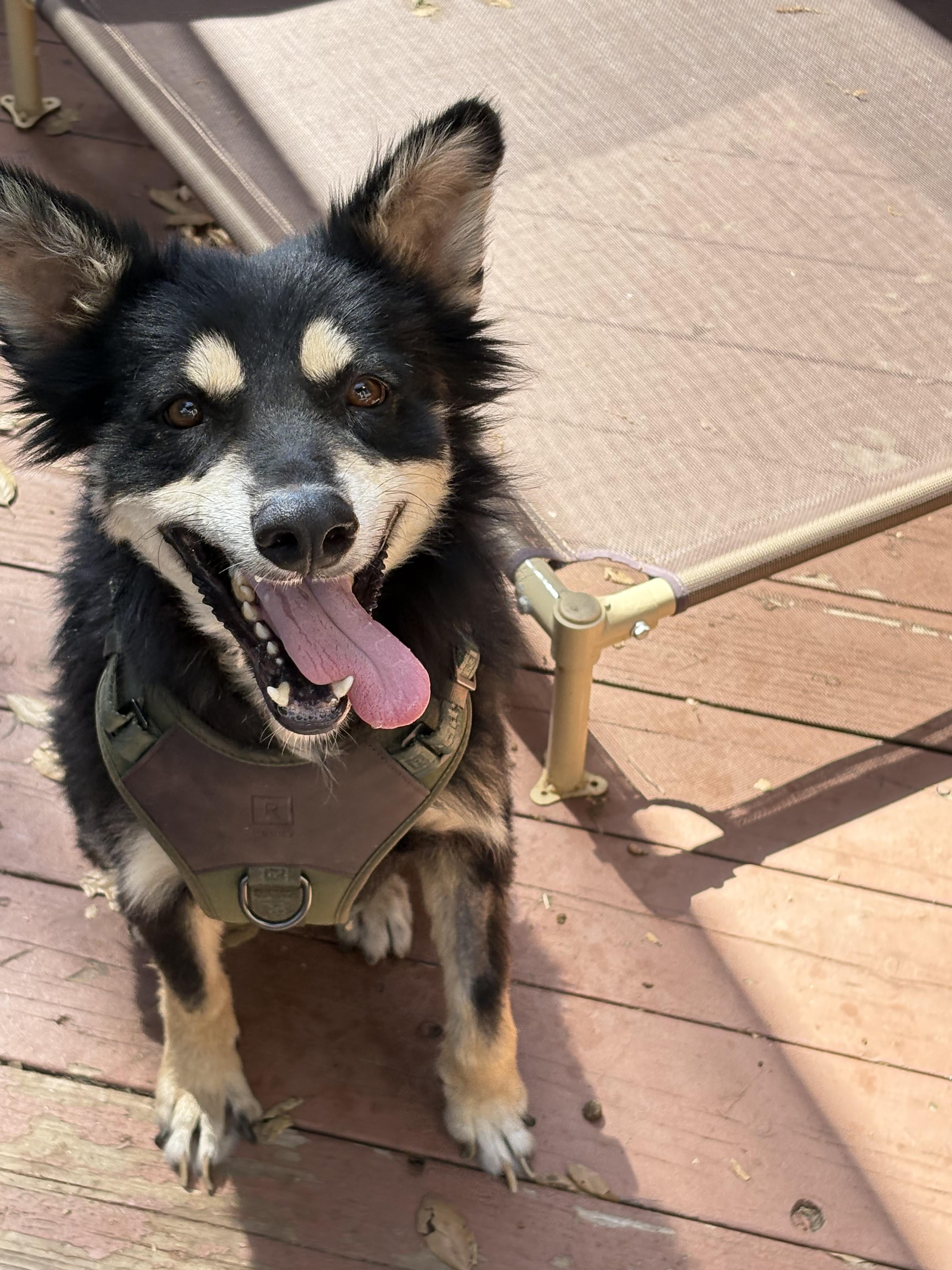 Scruffy, a Adoptable Mixed Breed in San Ysidro, CA image 2/5
