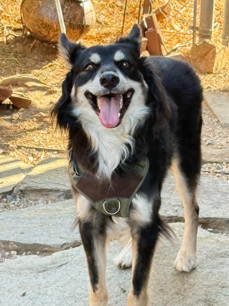 Scruffy, Adoptable, Adult Male Mixed Breed.